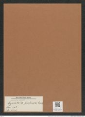 Cyclostella fimbriata Grun. (de-Toni-Nr.: Genus 216, Species 5430) Zeichnungen Sammlung Grunow Mappe 05177 (Herbarium_W_Grunow_drawings_Folder_05177)